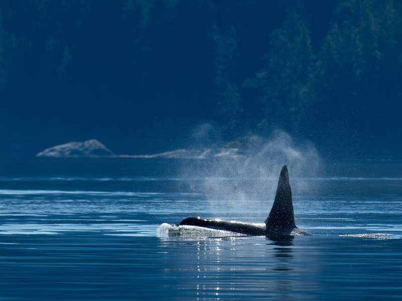 British Columbia: Vancouver, The Sunshine Coast & Vancouver Island — 7